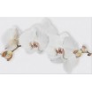Marisol white inserto flower 25x40